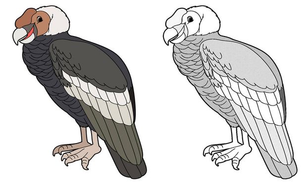 cartoon sketch scene with vulture condor on white background - illustration for children - Foto, imagen