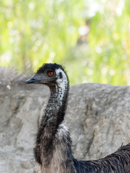 Emu close up - Фото, изображение