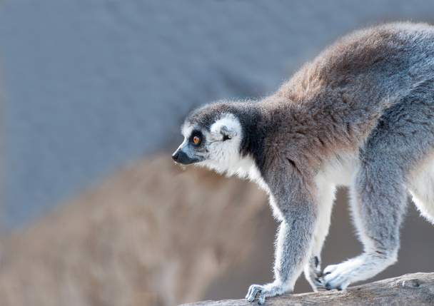 Lemur de cola de anillo - Foto, Imagen