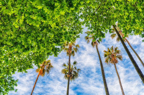 Bottom view of beautiful palm trees inside a public garden in Rome, Italy - Photo, Image