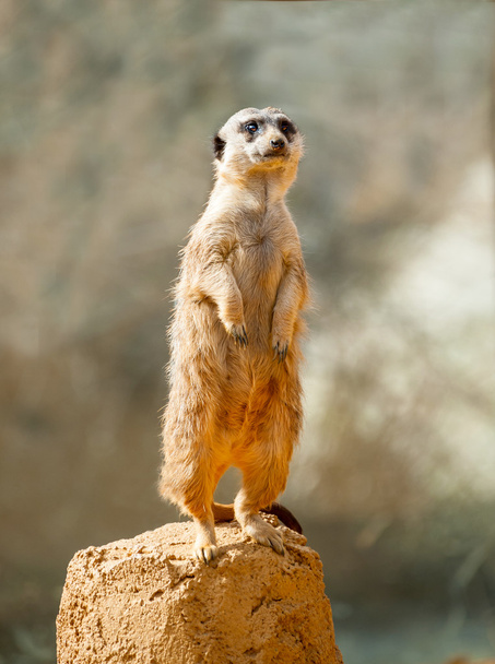 Meerkat de guardia
 - Foto, imagen