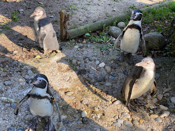 Humboldt tučňák (Spheniscus humboldti), Der Humboldt-Pinguin oder Humboldtpinguin, Le Manchot de Humboldt nebo Il pinguino di Humboldt - Curych Zoo (Curych), Švýcarsko / Schweiz - Fotografie, Obrázek