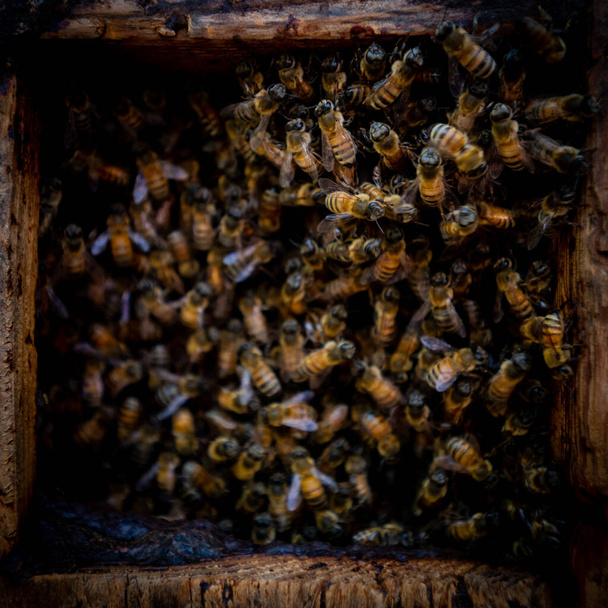 Frantic Mass of Bees swarming in hive - Photo, Image