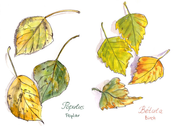conjunto de hojas de otoño, acuarela sobre fondo blanco, álamo e inscripciones de abedul en inglés y latín. ilustración de alta calidad - Foto, Imagen