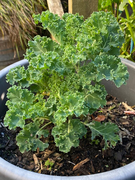 Photo of the plant curly kale or borecole, a form of the kale plant, brassica oleracea acephala, used as the vegetable spring greens or collard greens, growing in an urban garden. - Foto, Bild