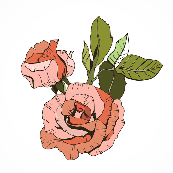 Beautiful isolated roses, peachy - Vector, Image