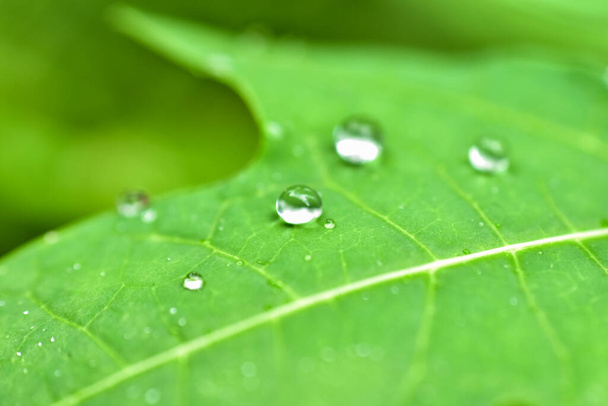 капли воды на зеленый бамбуковый лист с размытым фоном - Фото, изображение