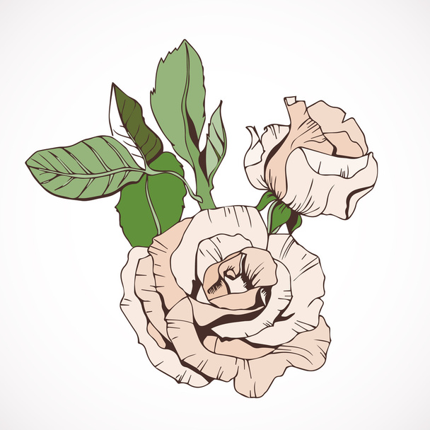 Creamy Rose branch, isolated - Vector, Image