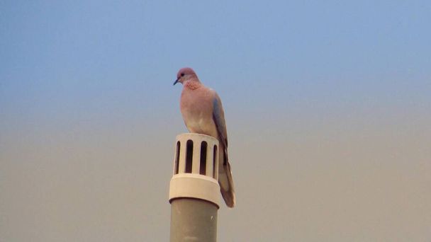 Gülen güvercin kuşu mu yoksa boru üzerinde oturan Spilopelia Senegalensis mi?  - Fotoğraf, Görsel