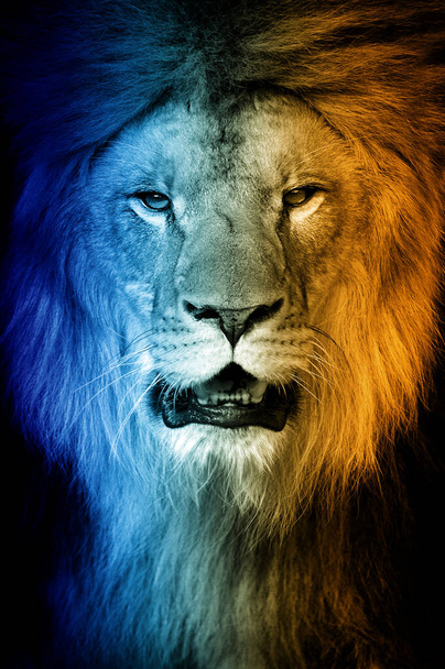 Крупним планом портрет лева в гарячому і холодному відтінку
 - Фото, зображення