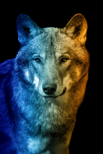 Közelkép farkas egy meleg és hideg árnyalatú - Fotó, kép