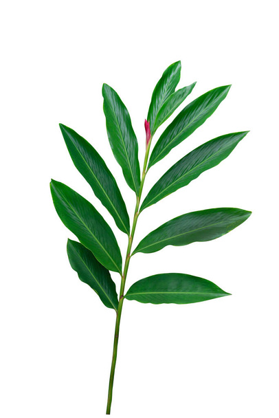Patrón de hojas verdes, hoja tropical jengibre rojo flor aislada sobre fondo blanco, incluyen recorte camino - Foto, imagen