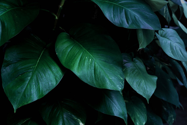 grüne Blätter Muster von Epipremnum aureum Laub im Garten, Blatt exotischen tropischen, Teufelsefeu, Goldene Schlaglöcher - Foto, Bild