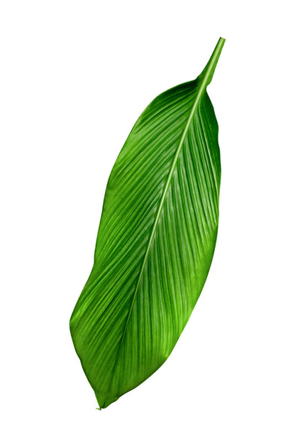 Modèle de feuilles vertes, feuille Canna indica arbre isolé sur fond blanc, comprennent clipping pat - Photo, image