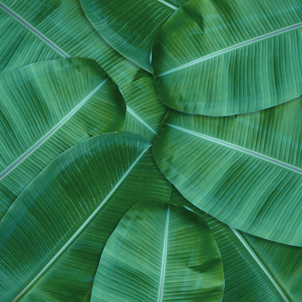 Green leaves pattern for nature concept,tropical leaf textured background - Photo, Image