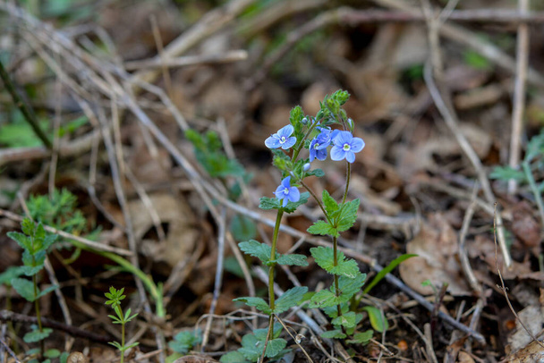 Schöne Veronica chamadris - blaue Blüten im Frühling. Im Frühling blüht Veronica chamaedrys in freier Wildbahn - Foto, Bild