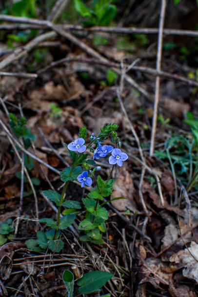 Όμορφη Βερόνικα Χαμανδρής - μπλε λουλούδια την άνοιξη. Την άνοιξη, η Veronica chamaedrys ανθίζει στην άγρια φύση - Φωτογραφία, εικόνα