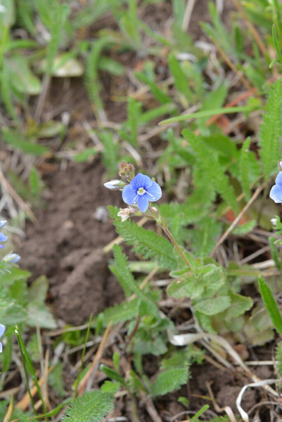 Schöne Veronica chamadris - blaue Blüten im Frühling. Im Frühling blüht Veronica chamaedrys in freier Wildbahn - Foto, Bild