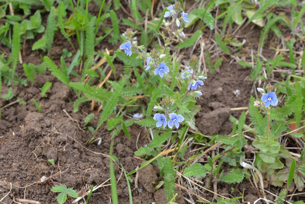 Beautiful veronica chamadris - blue flowers in spring. In the spring, Veronica chamaedrys blooms in the wild - Photo, Image