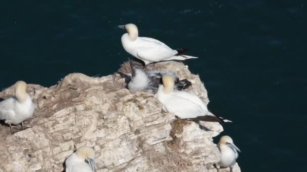 Gannets jsou mořští ptáci z rodu Morus, z čeledi Sulidae, blízce příbuzné prsům.  - Záběry, video
