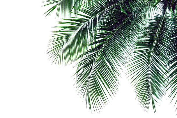 drzewo kokosowe liści izolowane na białym tle, zielony wzór liści  - Zdjęcie, obraz