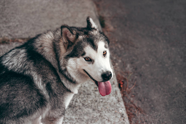 Retrato de un encantador y esponjoso primer plano de Alaska Malamute de color gris-blanco. Hermosa raza de perro de trineo amigable enorme. Una mujer Malamute con hermosos ojos marrones inteligentes. - Foto, imagen