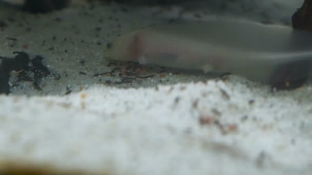 Ambystoma mexicanum axolotl en el acuario se mueve nada y come color albino. Imágenes de alta calidad 4k - Metraje, vídeo