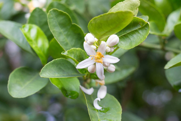 The Lime flowers are yellowish white color which it can develop into fruit. The white flower buds and flower bloom is on top with green leave as a background. - Photo, Image