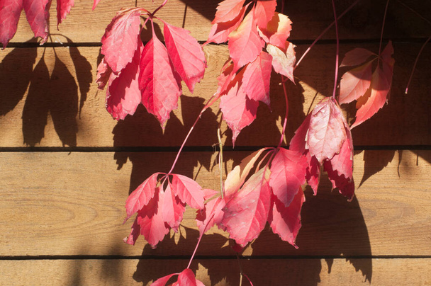 Virginia creeper red autumn leaves in a garden - 写真・画像