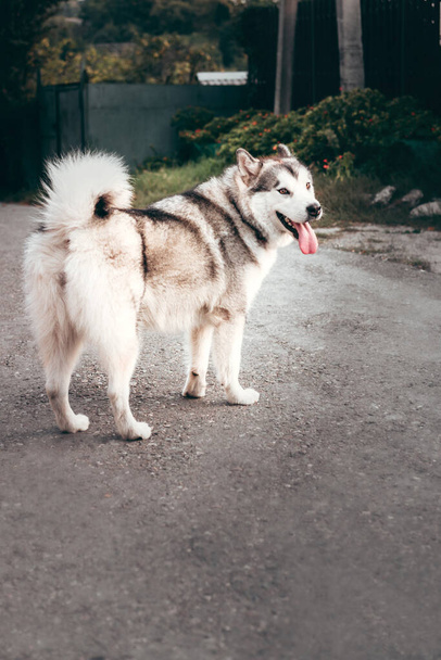 Γκρι αφράτο Alaskan Malamute στέκεται και στηρίζεται στο πάρκο στον ασφαλτοστρωμένο δρόμο. Γυναίκα Malamute, ένα τεράστιο φιλικό βόρειο έλκηθρο φυλή σκυλιών. - Φωτογραφία, εικόνα