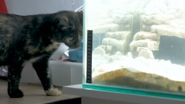 Evcil kedi balık yakalamak için aydınlatılmış akvaryuma bakıyor. Yüksek kalite 4k görüntü - Video, Çekim