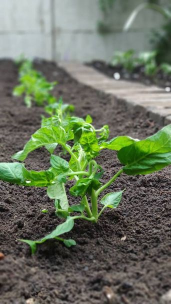 野菜の庭、緑の農場の概念、選択的な焦点の土壌から成長する緑のトマトの苗の列 - 写真・画像