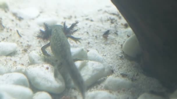 Ambystoma mexicanum axolotl no aquário se move nada e come cor selvagem. Imagens 4k de alta qualidade - Filmagem, Vídeo