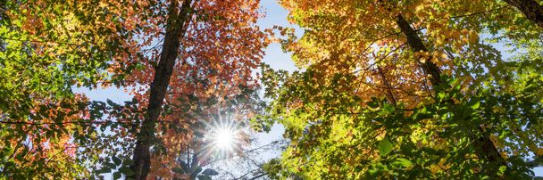 Looking up into the colorful autumn trees. Autumn background - Foto, afbeelding