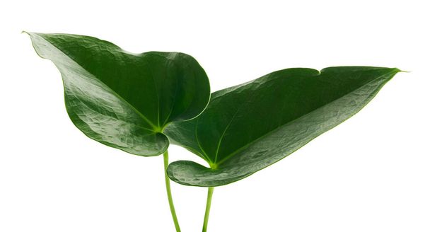 Anthurium levelek, Zöld levél elszigetelt fehér alapon, nyírási útvonal  - Fotó, kép