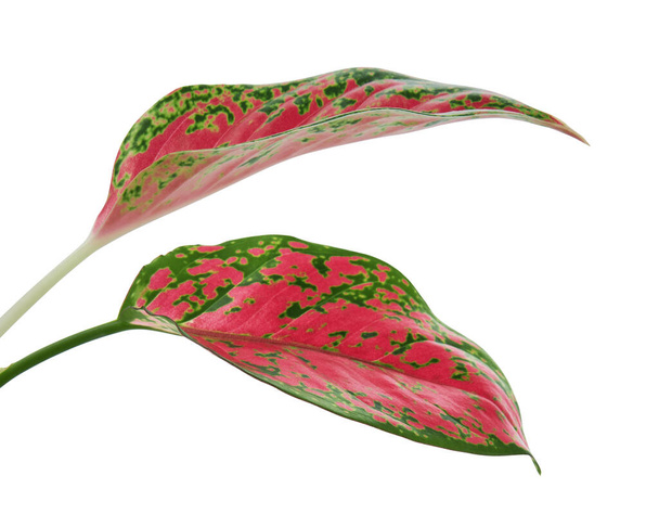 Feuillage d'aglaonema, Feuilles d'aglaonema rose, Feuilles exotiques tropicales, isolées sur fond blanc avec chemin de coupe - Photo, image