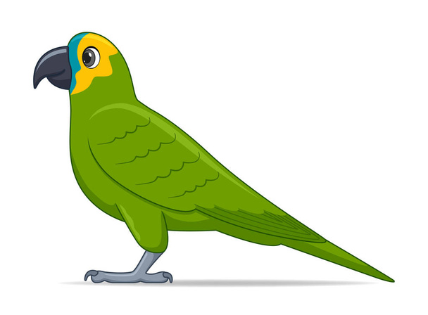 Uccello pappagallo amazzone su sfondo bianco. Illustrazione vettoriale stile cartone animato - Vettoriali, immagini