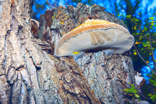 Ağaç kabuğunda yetişen mantar mantarı - Fotoğraf, Görsel