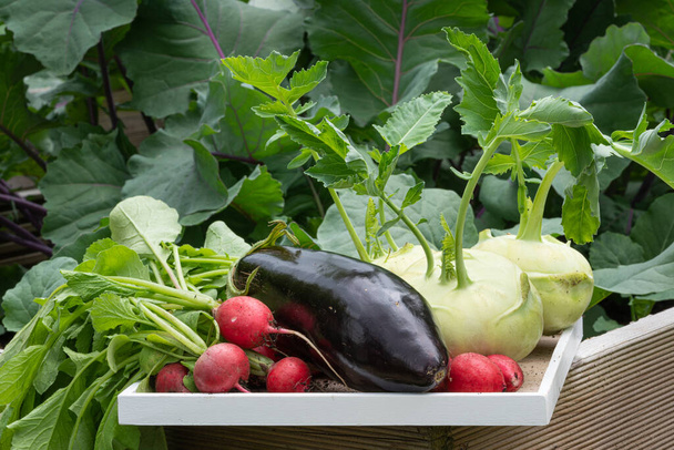 Tiempo de cosecha, imagen de cerca de las verduras - Foto, Imagen