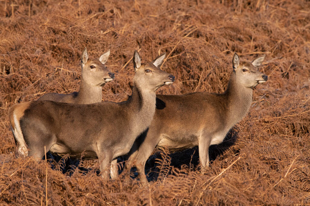 Trzy jeleni (Cervus elaphus) w mroźno-czerwonej wardze  - Zdjęcie, obraz