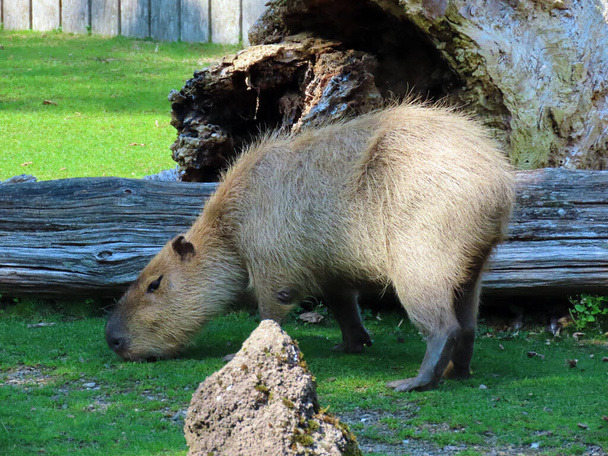 Capybara (Hydrochoerus hydrochaeris), Capivara, Carpincho, Ronsoco, Wasserschwein, Capibara, Carpincho, maiale d 'acqua, Quiuit nebo Vodenprase - Curych Zoo (Curych), Švýcarsko / Schweiz - Fotografie, Obrázek