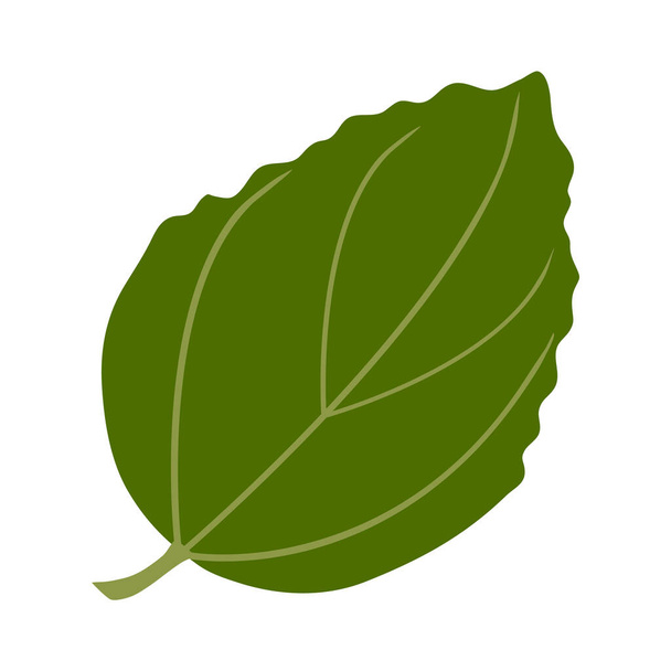 Summer green leaf. Isolated on white background. Vector illustration. - Wektor, obraz