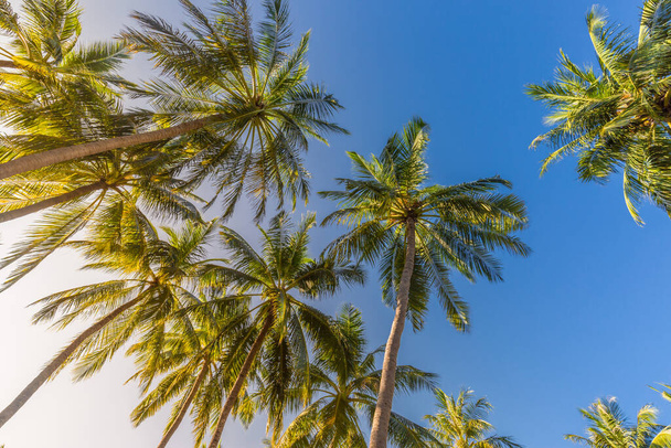 Kokosnoot palmboom met blauwe lucht, prachtige tropische achtergrond. Grote groene takken op kokosbomen tegen de hemel in de tropen. - Foto, afbeelding