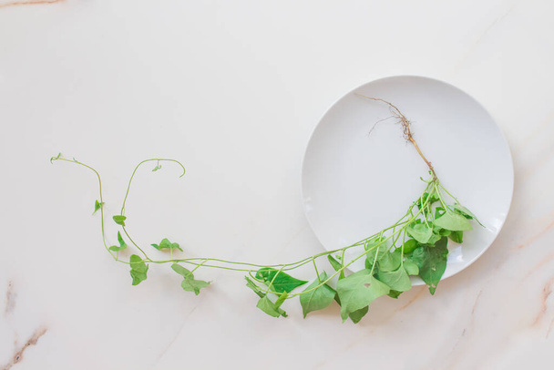  Lunch for losing weight. Diet concept, healthy food menu. Green plant with root in a plate on a white table, top view.  - 写真・画像