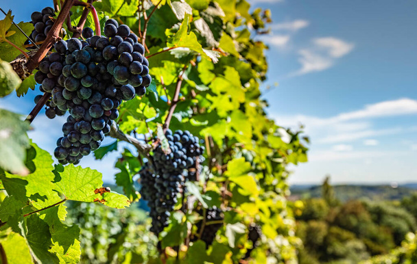 Czerwone winogrona na winorośli w Styrian Vineyard. Sezon zbiorów jesienią, wybiórcze tło ostrości - Zdjęcie, obraz