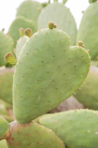 Nopal cactus рослина (соковита груша) з жовтими квітами і формою серця на Канарських островах. - Фото, зображення
