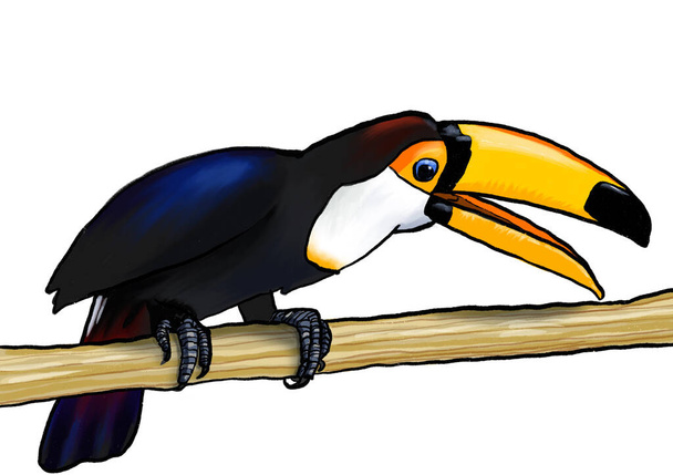 Туканская тропическая экзотическая птица сидит на ветке с открытым клювом - Фото, изображение