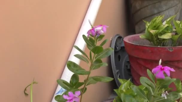 Plantas verdes no jardim de casa e escadas com flores coloridas e vasos vermelhos - Filmagem, Vídeo