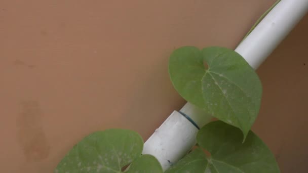 Groene planten in de huistuin en trap met groene bladplanten op de pijp - Video