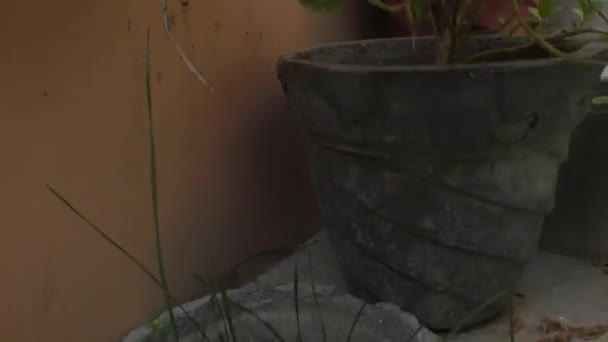 Piante verdi nel giardino di casa e scale e andando alla luce - Filmati, video